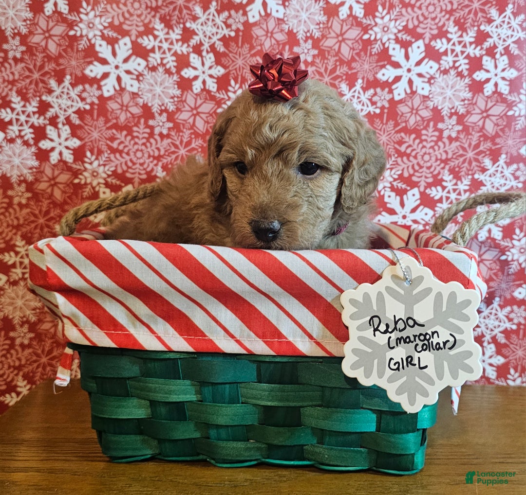 Mixed Breed dogs for sale: Reba - Ad 7