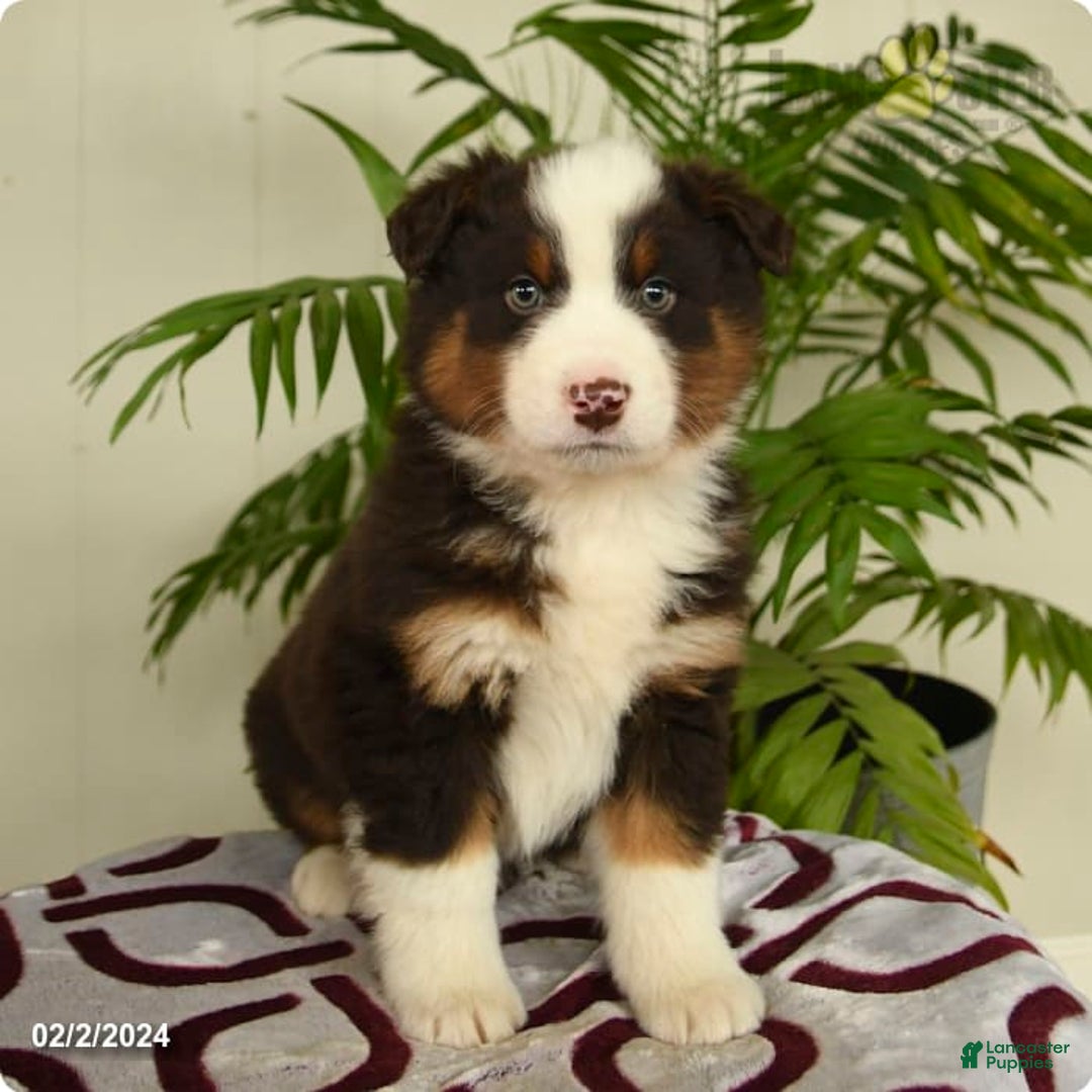 Gallery Image {{count}}