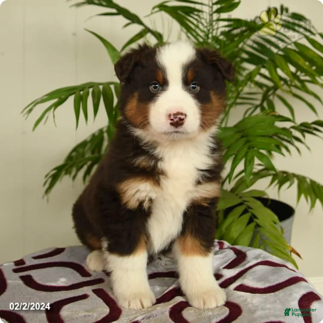 Gallery Image {{count}}