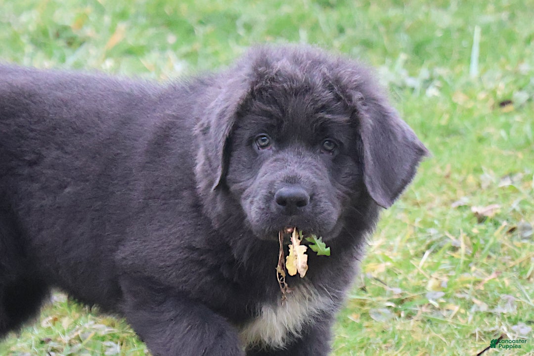 Newfoundland dogs for sale: Dolly - Ad 6
