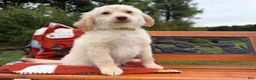 Mixed Breed dogs for sale: Pistachio (Boy) - Ad 4