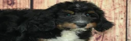 Bernedoodle dogs for sale: Marcos F1 - Ad 2