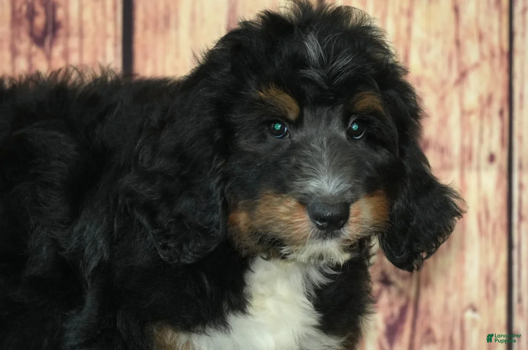 Bernedoodle dogs for sale: Marcos F1 - Ad 2