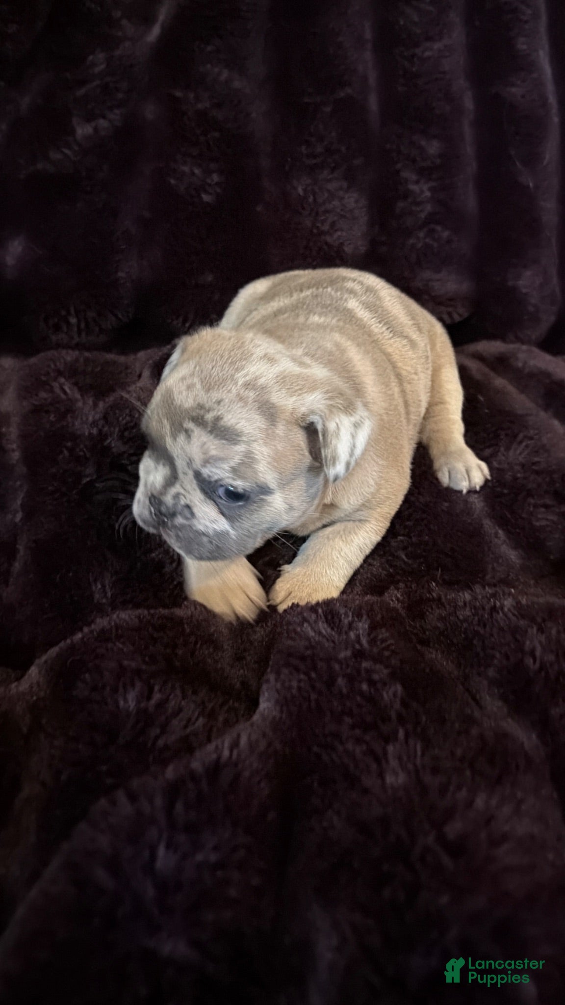 French Bulldog dogs Izzy - Ad 1