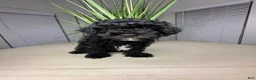 Shihpoo dogs for sale: Shihpoo 1 - Ad 13