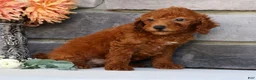 Miniature Poodle dogs for sale: Nova - Ad 9
