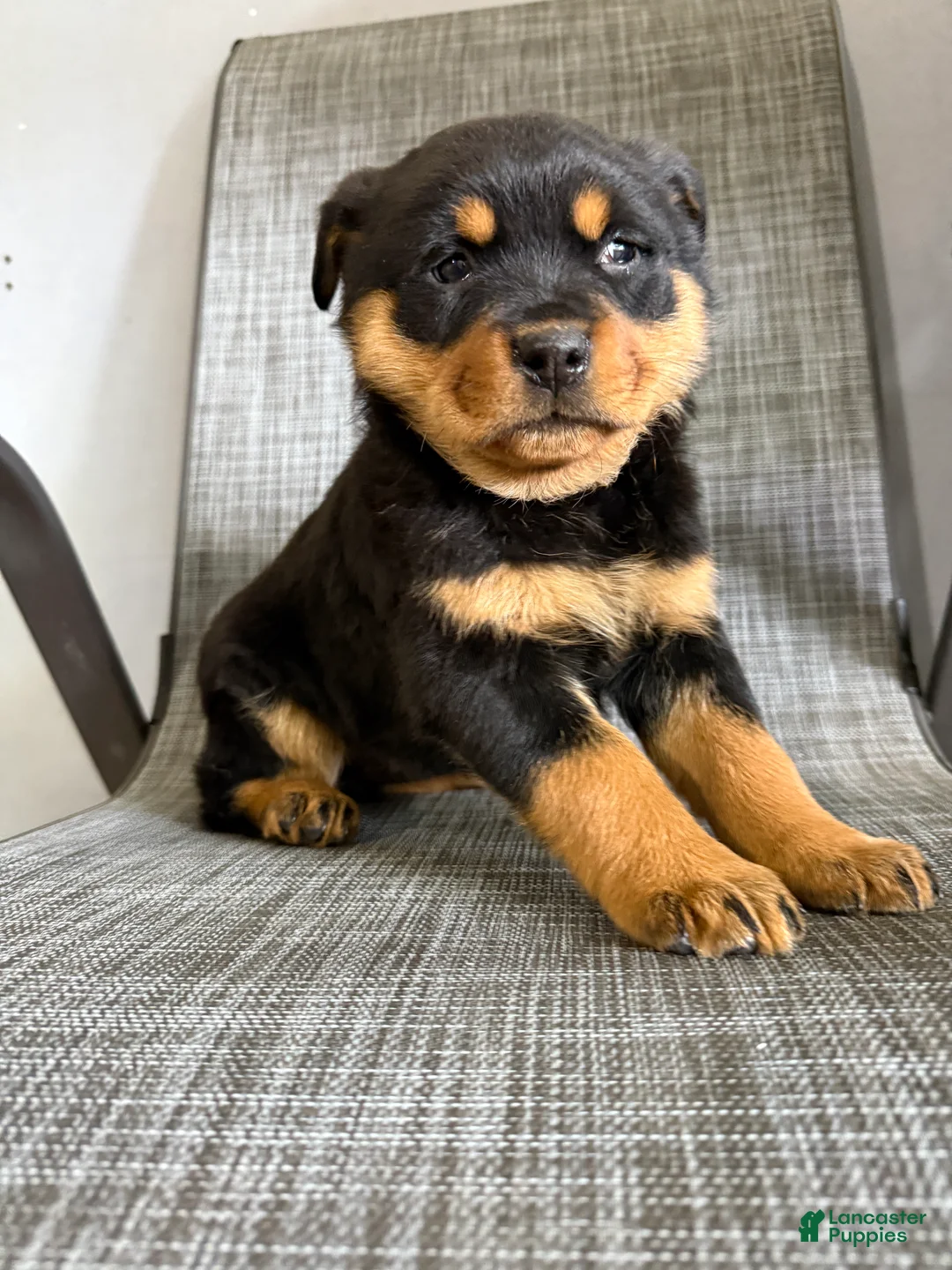 Rottweiler dogs for sale: Lucy - Ad 7