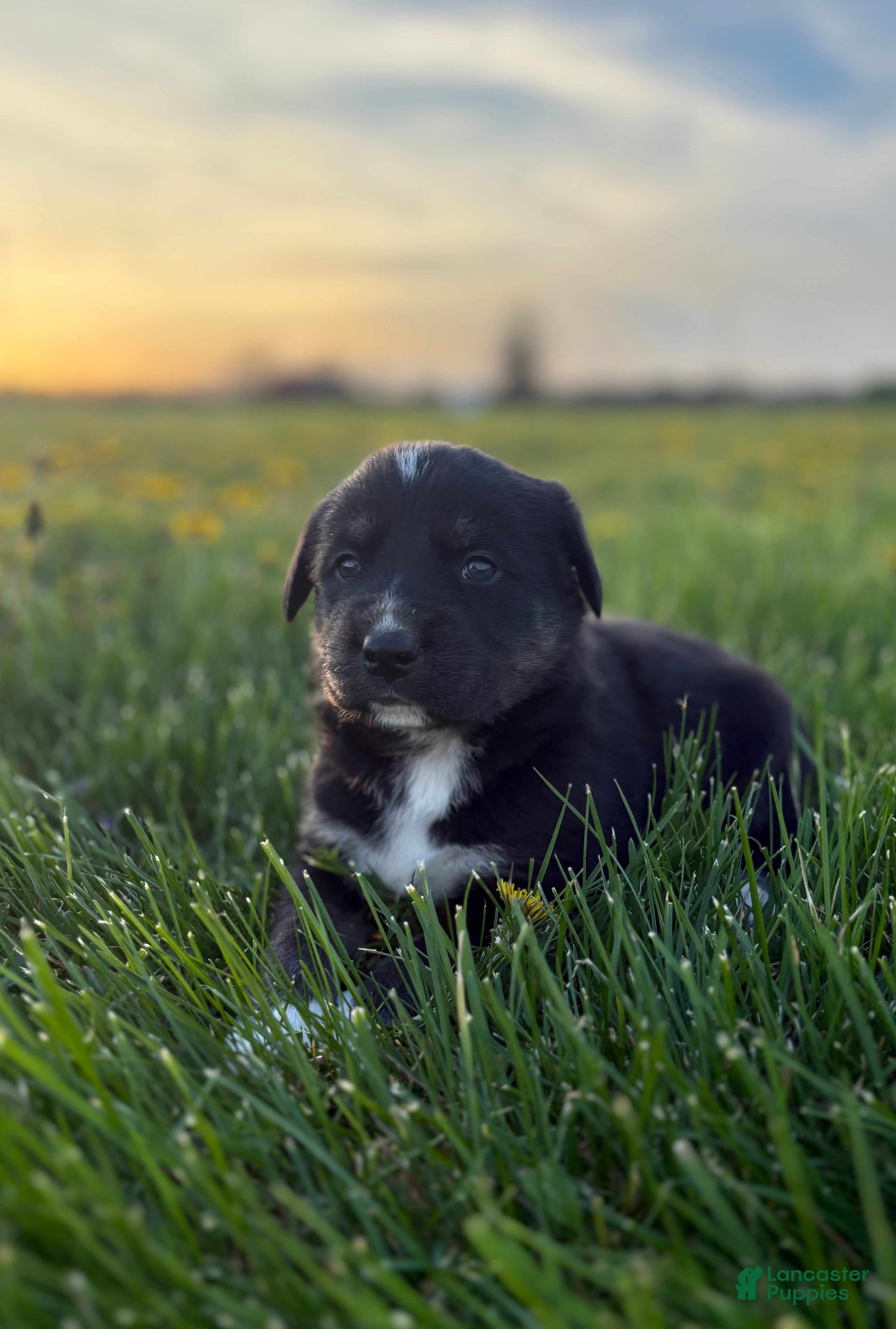 Goberian dogs Howie - Ad 7