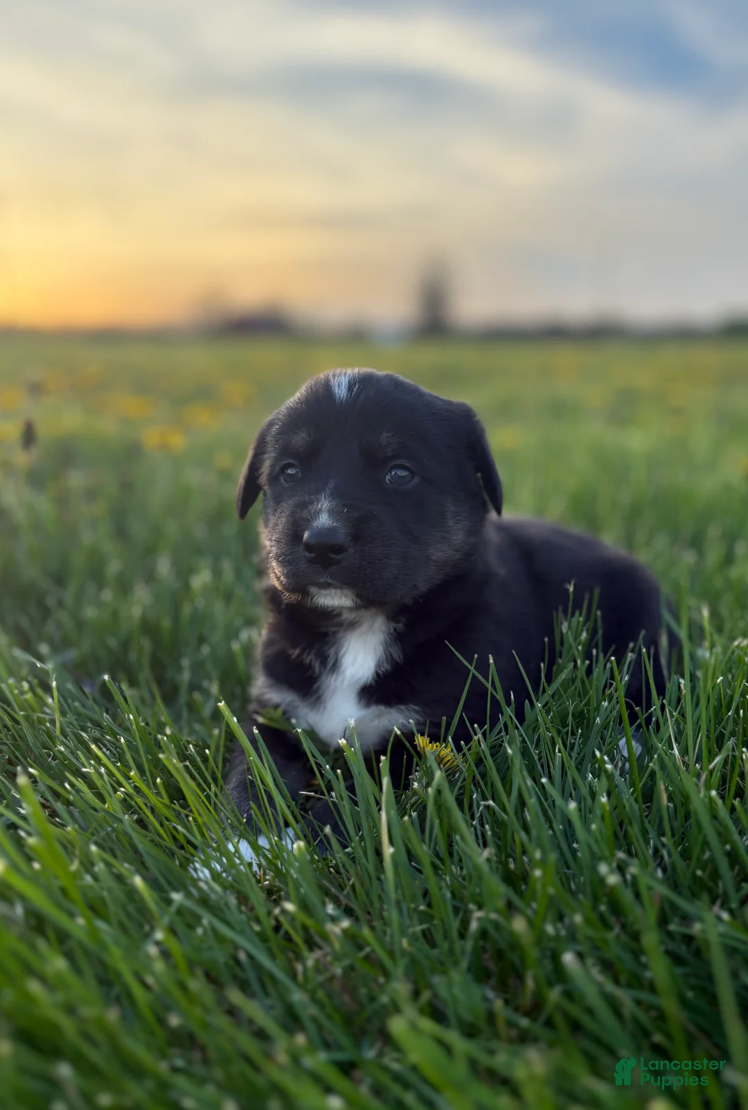 Goberian dogs for sale: Howie - Ad 1