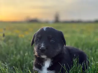 Goberian dogs Howie - Ad 12