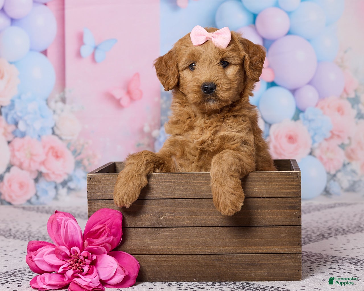 Mini Goldendoodle dogs Sophie - Ad 1