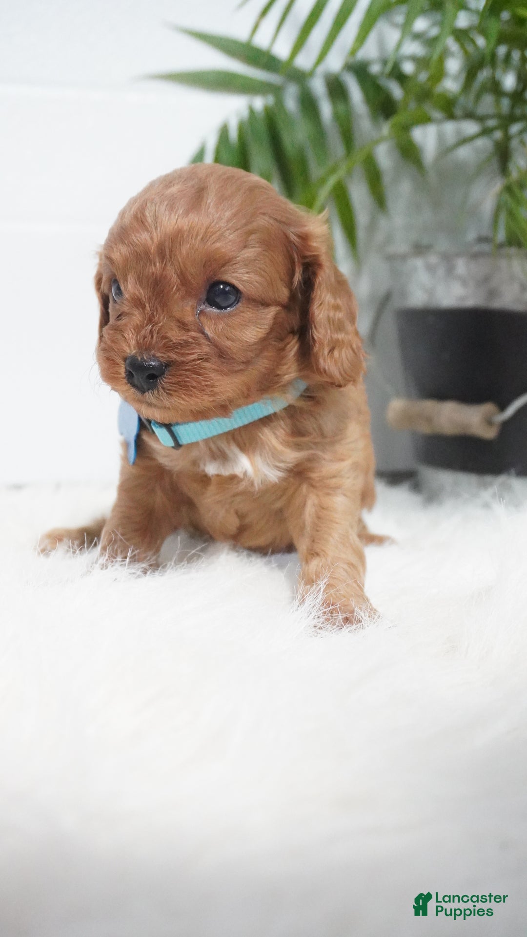 Cavapoo dogs for sale: Brody - Ad 6
