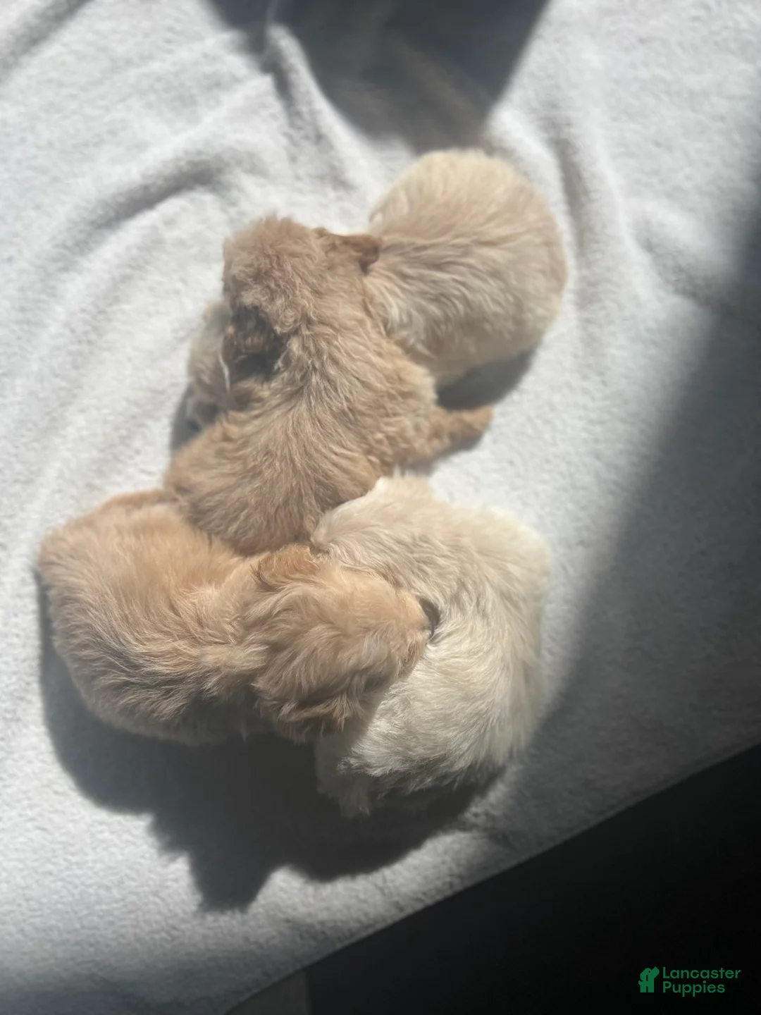 Maltipoo dogs for sale: Briana - Ad 15