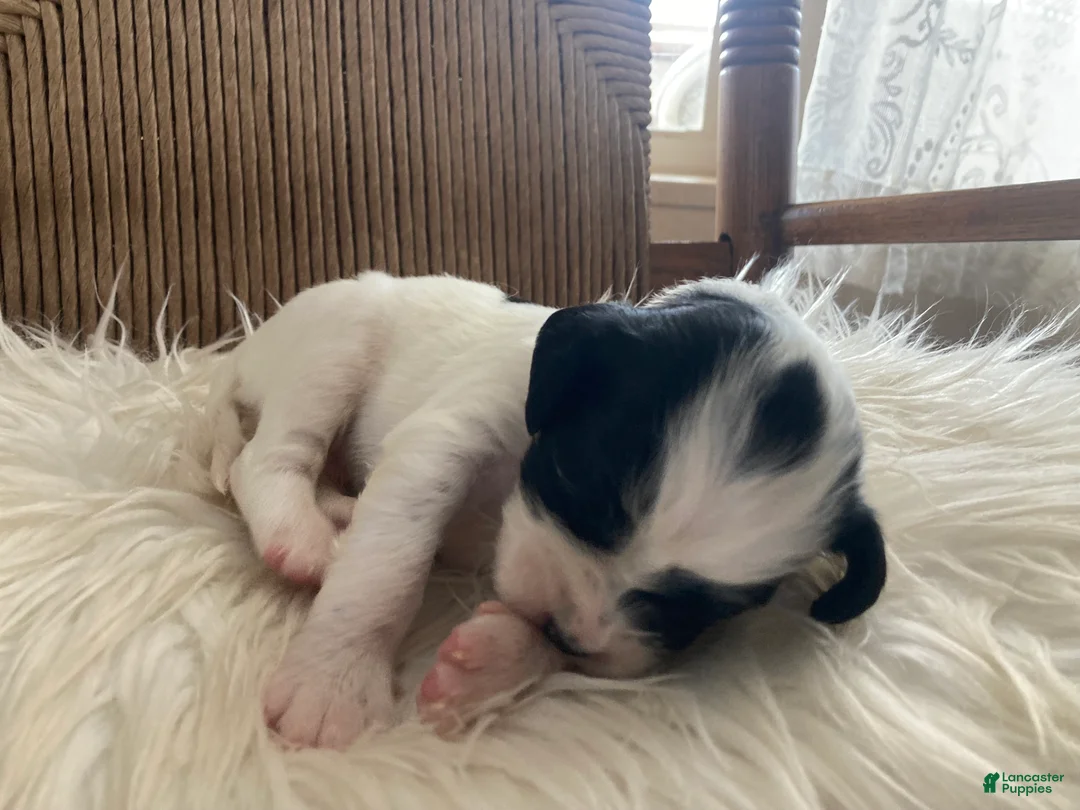 English Setter dogs for sale: Bandit  - Ad 2