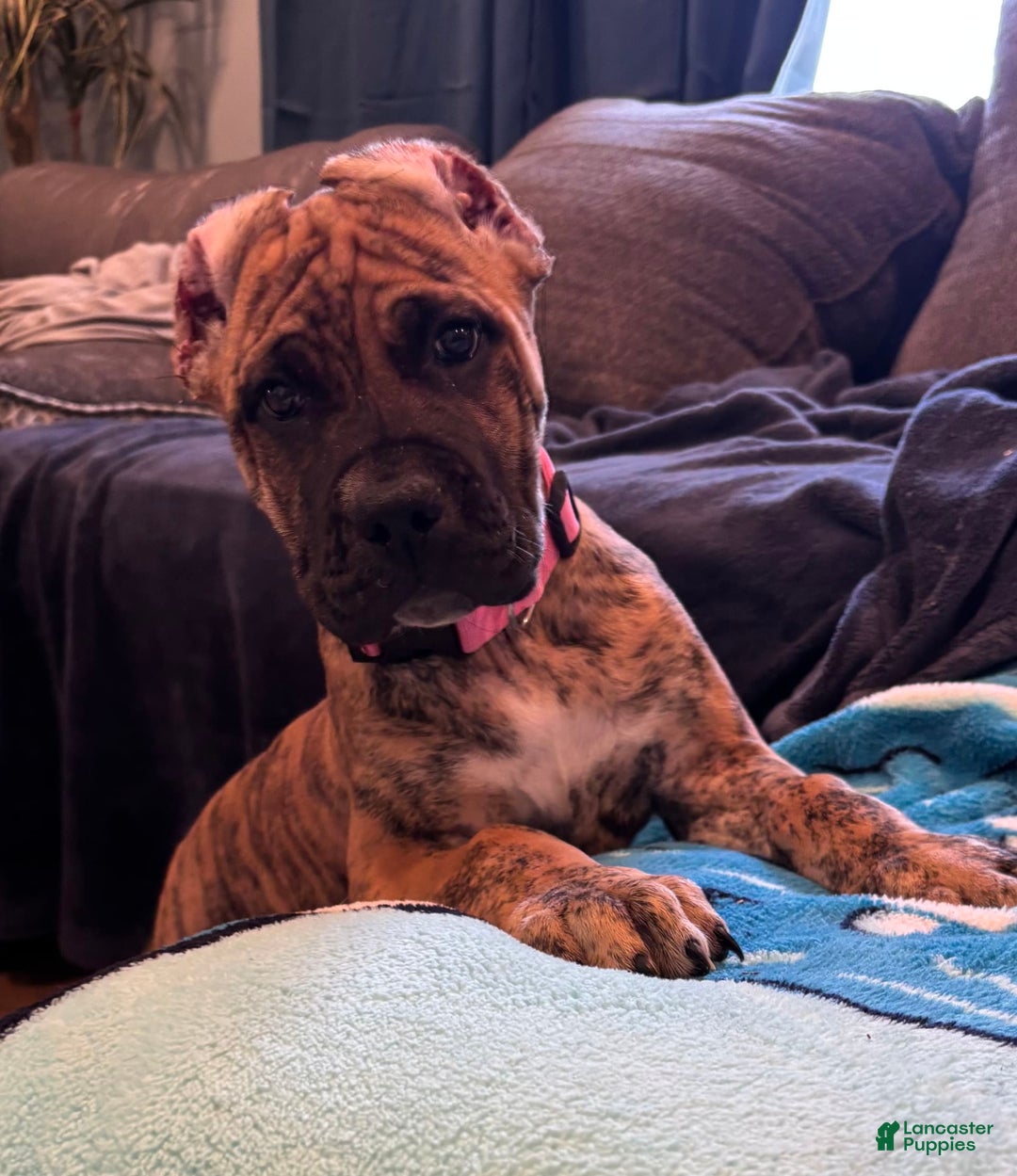 Presa Canario dogs for sale: Peanut - Ad 2