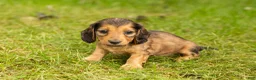Miniature Dachshund dogs for sale: Milo  - Ad 3