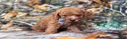 Cavapoo dogs for sale: Landon - Ad 4