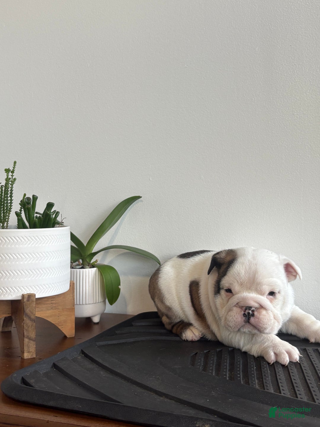 English Bulldog dogs for sale: Echo - Ad 6