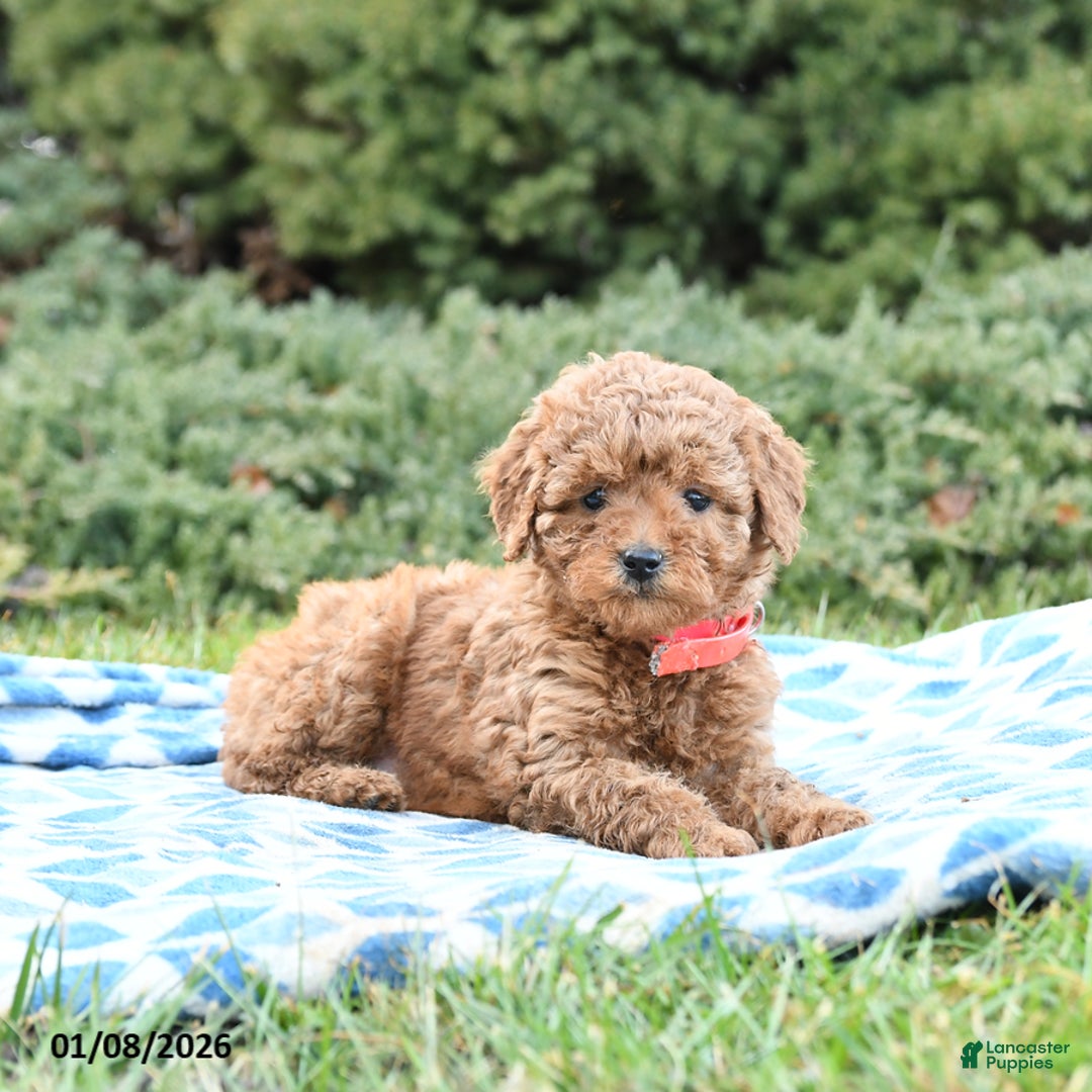 Mini Goldendoodle dogs for sale: Symphony - Ad 2