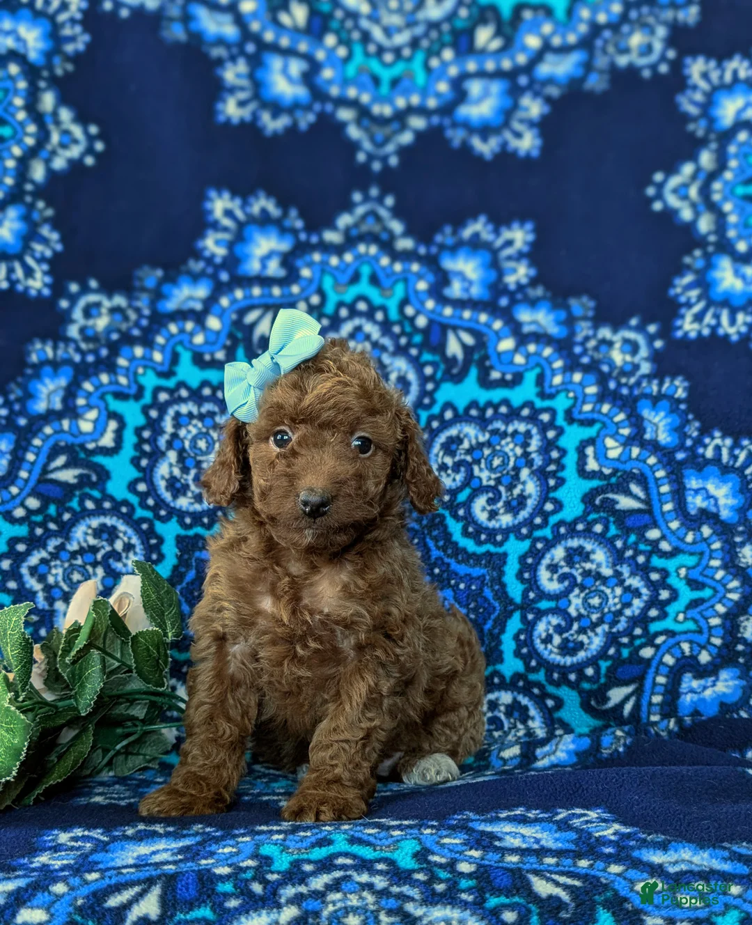 Mini Goldendoodle dogs for sale: Stella 10 lbs full grown - Ad 2