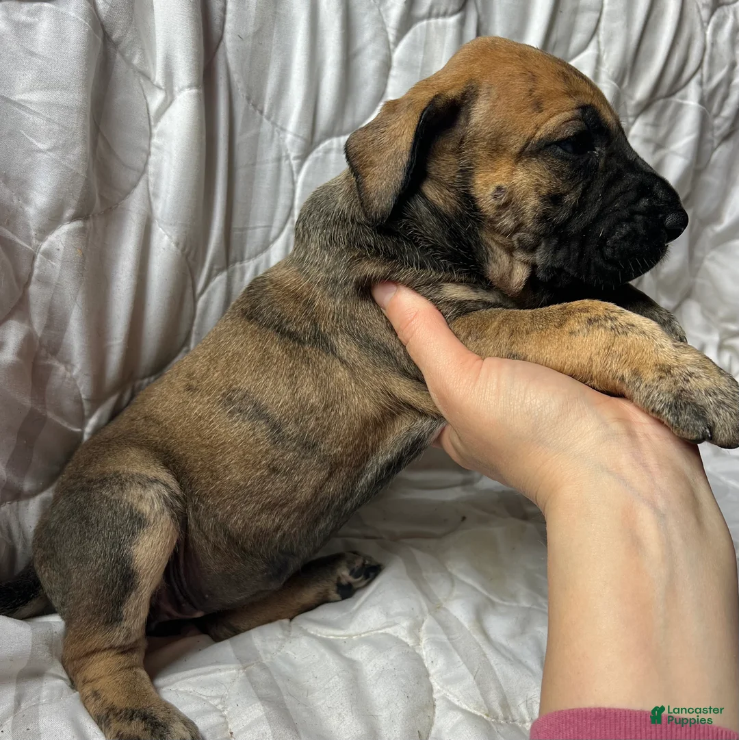 Great Dane dogs for sale: Calamity Jane - Ad 2