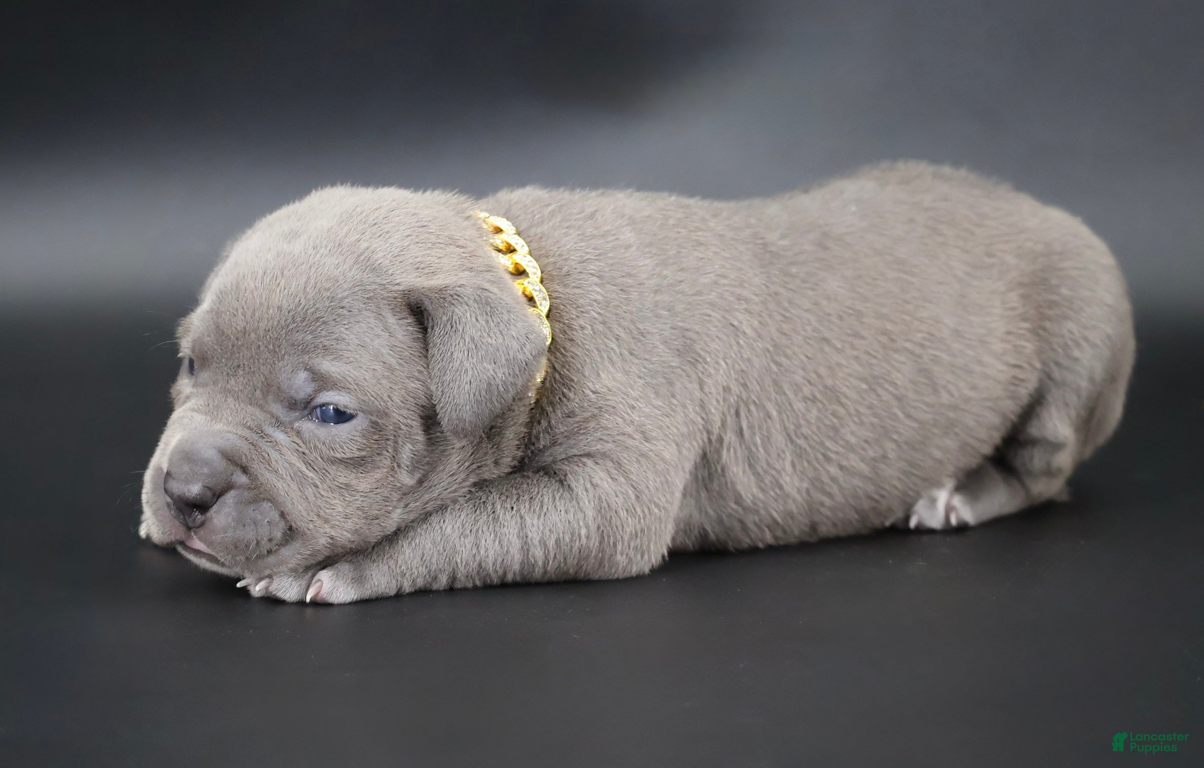 American Bully dogs for sale: Haniel - XL - ABKC - Female - Ad 2