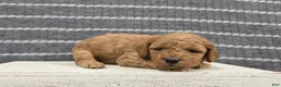 Miniature Poodle dogs for sale: Buttercup - Ad 5