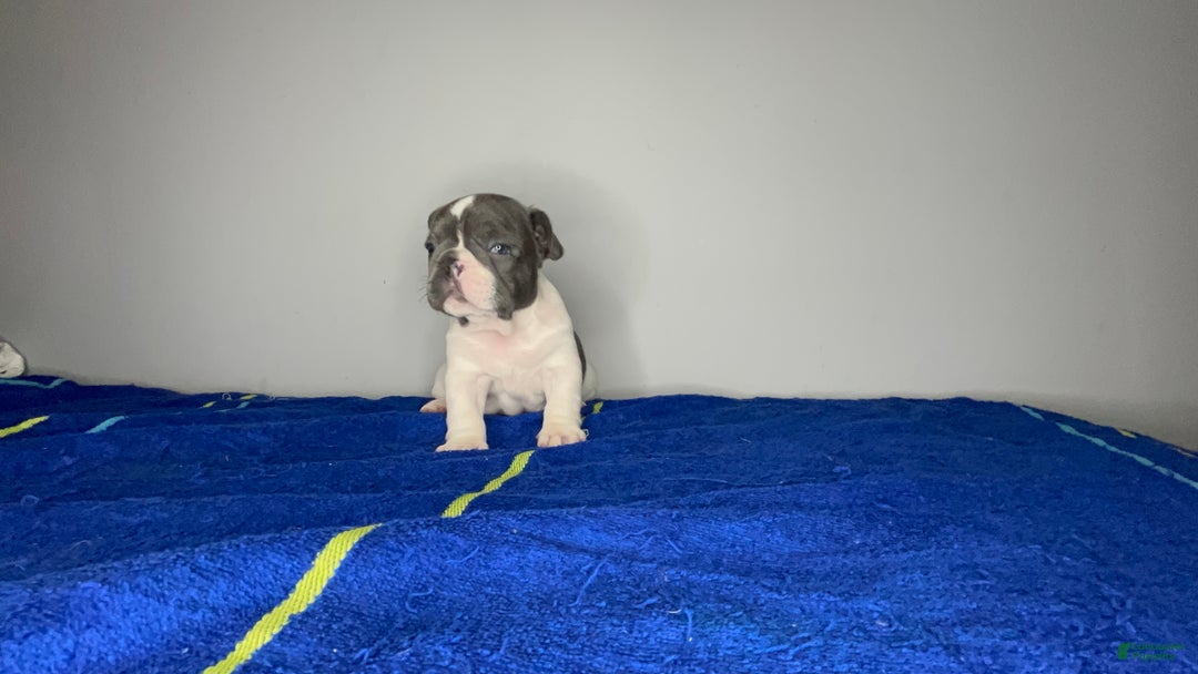 French Bulldog dogs for sale: French Bulldog Puppy 3 - Ad 3