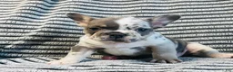 French Bulldog dogs for sale: Amber  - Ad 17