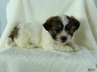 Teddy Bear dogs Russell - Ad 38