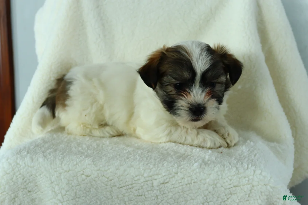 Teddy Bear dogs for sale: Russell - Ad 1