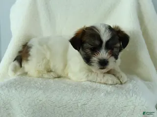 Teddy Bear dogs Russell - Ad 39