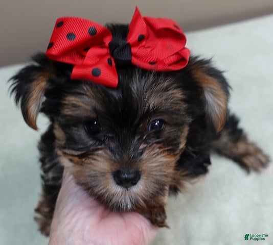 Yorkshire Terrier dogs for sale: Moose - Ad 24