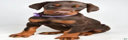 Doberman Pinscher dogs for sale: Beulah - Ad 8
