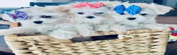 Maltese dogs for sale: Little Bailley - Ad 5