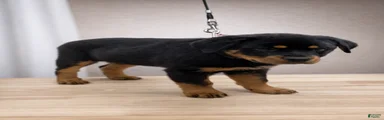 Rottweiler Puppy- Pink
