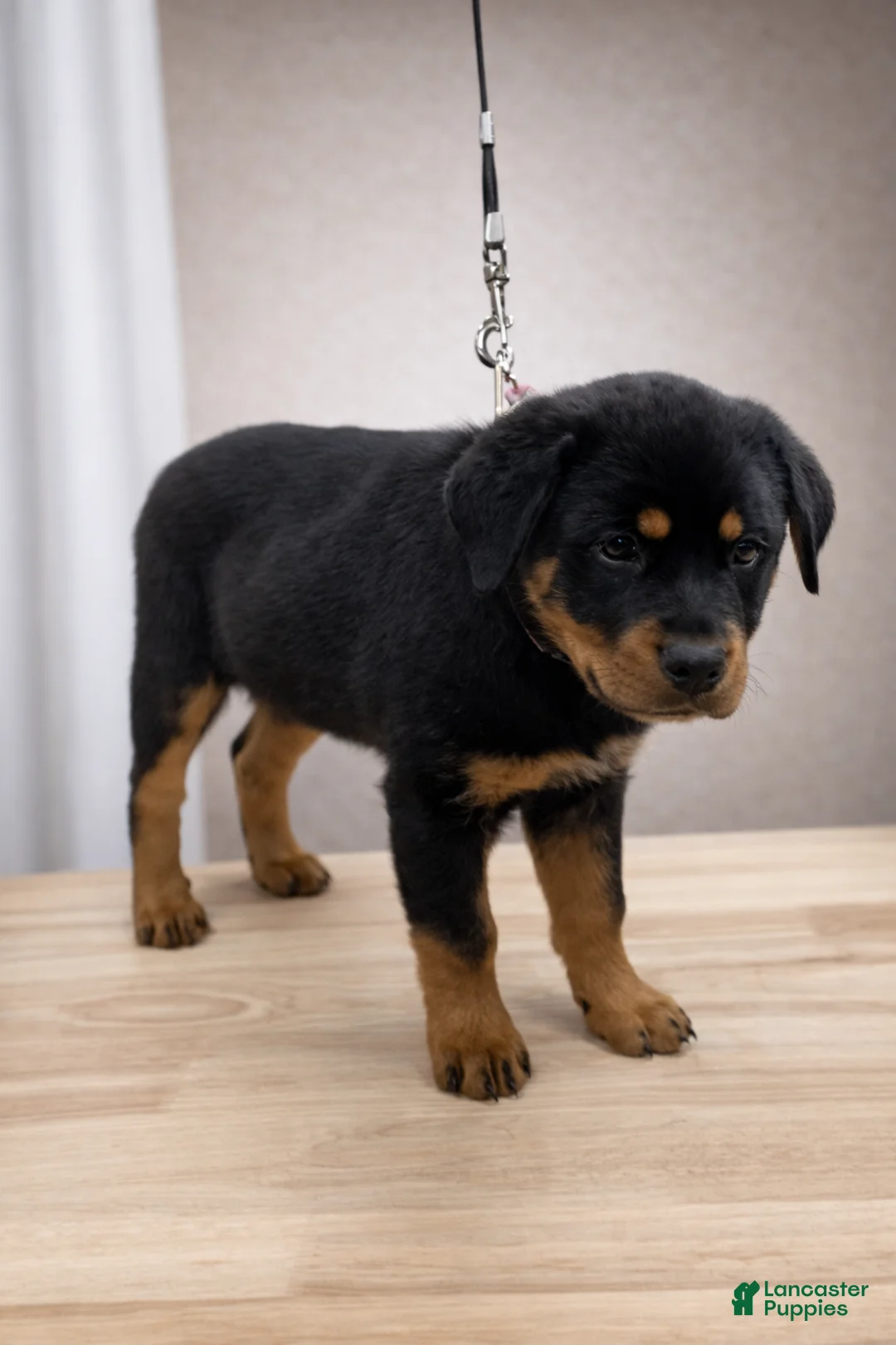 Rottweiler dogs for sale: Rottweiler Puppy- Pink - Ad 1