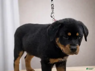 Rottweiler dogs for sale: Rottweiler Puppy- Pink - Ad 2