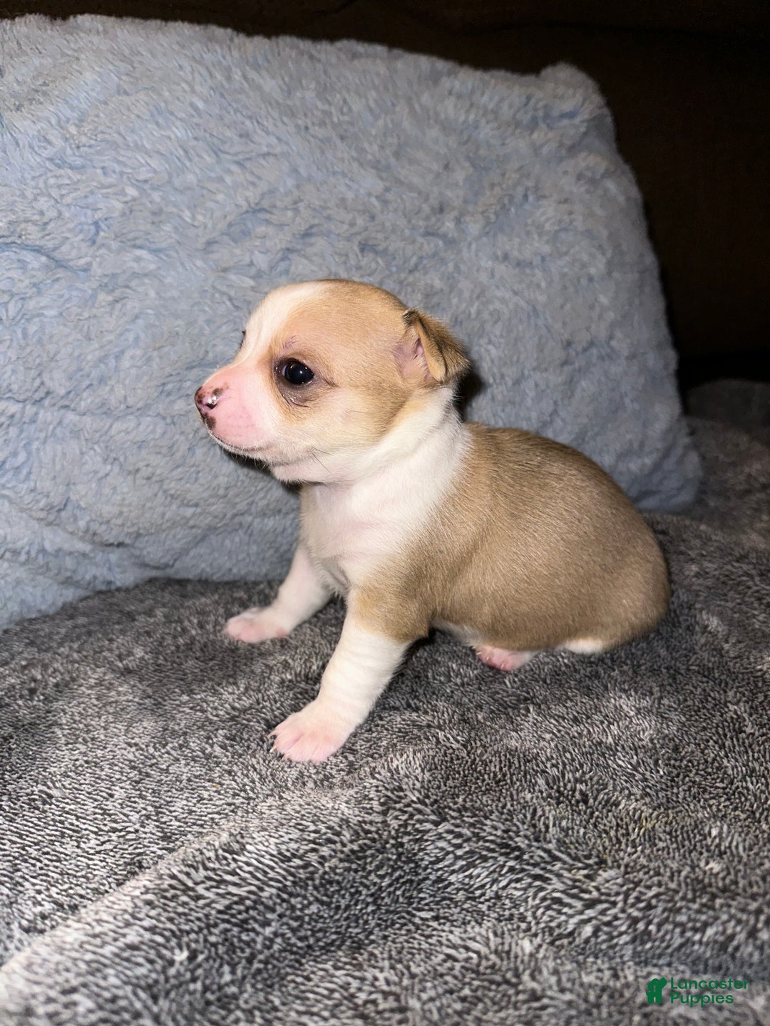 Chihuahua dogs for sale: Niece - Ad 3