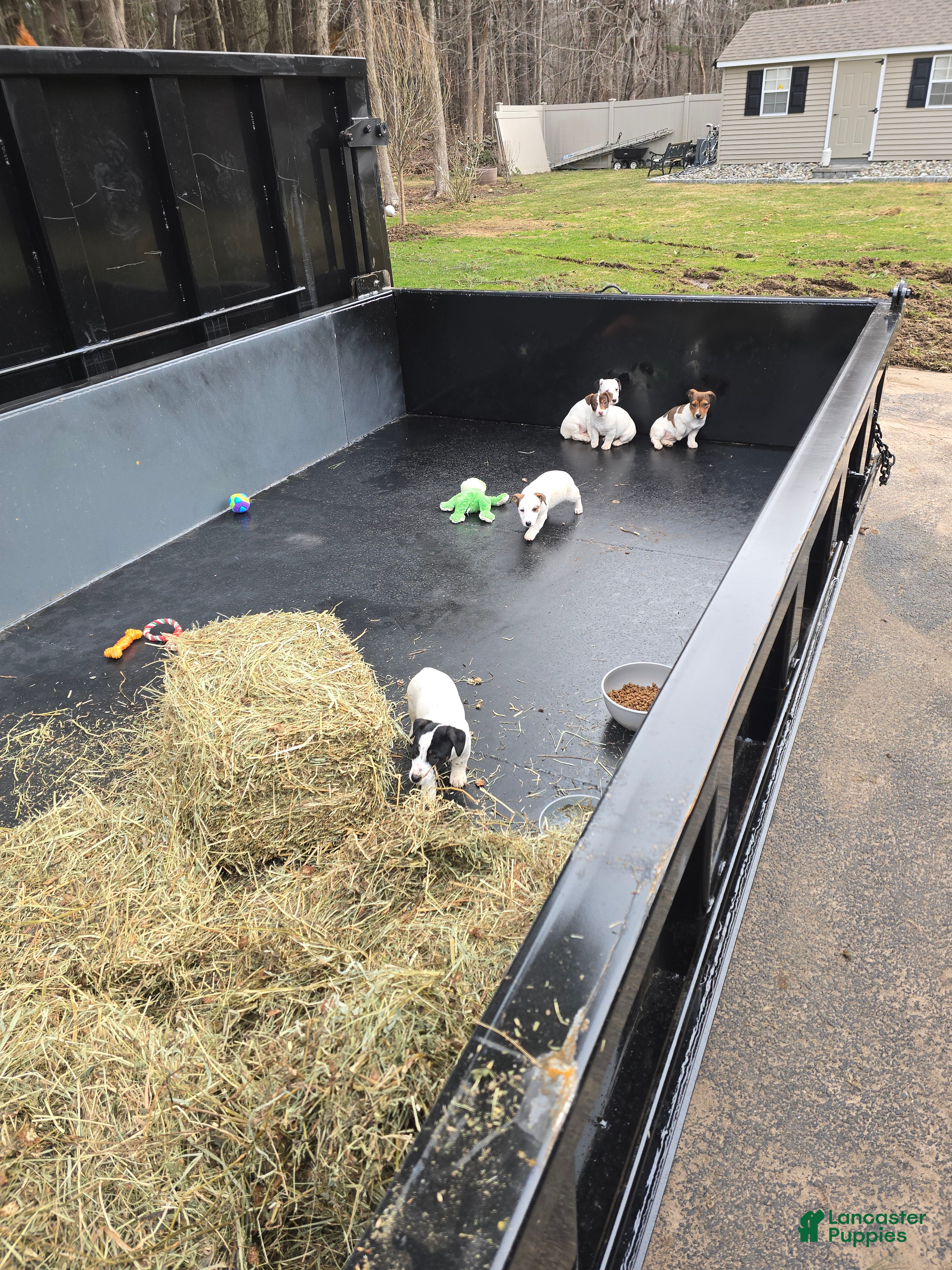 Jack Russell Terrier dogs Jack Russell Terrier Puppy 3 - Ad 1