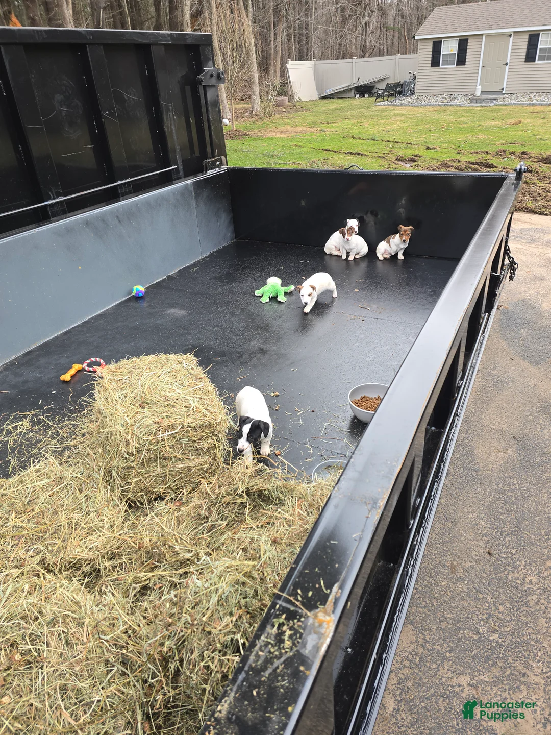 Jack Russell Terrier dogs for sale: Jack Russell Terrier Puppy 3 - Ad 1