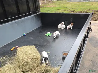 Jack Russell Terrier dogs for sale: Jack Russell Terrier Puppy 3 - Ad 3