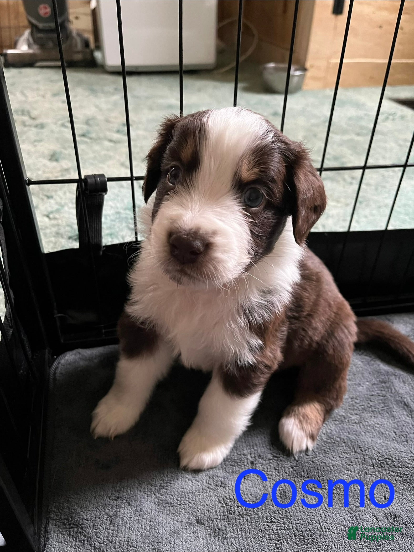 Australian Shepherd dogs Cosmo - Ad 4