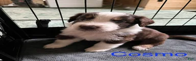 Cosmo
