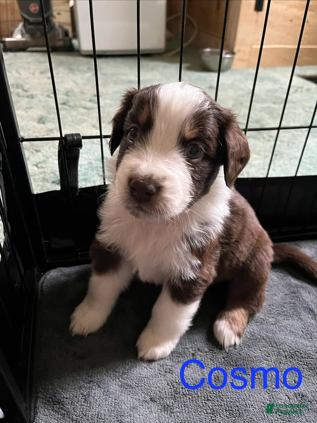 Australian Shepherd dogs for sale: Cosmo - Ad 1