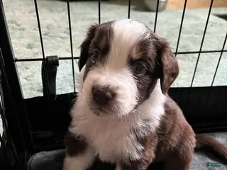 Australian Shepherd dogs Cosmo - Ad 32