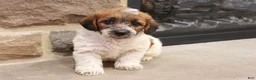 Jackapoo dogs for sale: Jonathan - Ad 6
