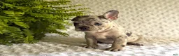 French Bulldog dogs for sale: Jack in The Box - Ad 3