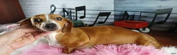 Dachshund dogs for sale: Nationwide delivery. Sugar pies red girl - Ad 8