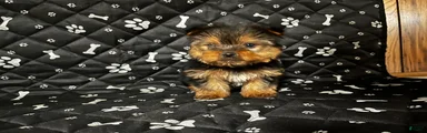 Yorkshire Terrier Puppy 2